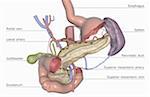 The pancreatic duct