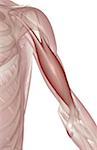Biceps brachial