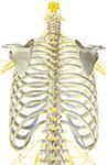 Nerves of the upper body