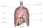 The respiratory system