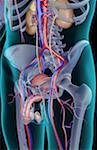 The urinary system