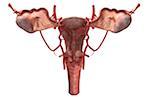 The arteries of the female reproductive system