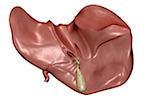 The liver and the gallbladder