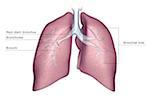 The lungs