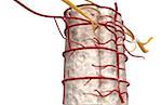 Artères spinales