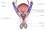 The male reproductive organs