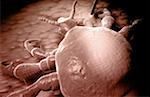 Pubic louse