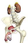 The urinary system