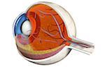 Structure of the eye