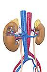 Blood supply of the kidneys