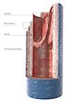 The structure of the vein wall