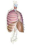 The respiratory system