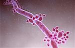 Candida albicans