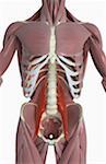 Psoas major