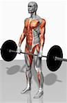 Barbell deadlift (Part 1 of 2)