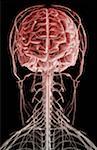 The brain and nerves of the head and neck