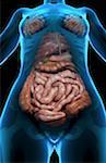 The digestive system