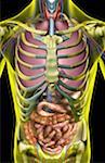 The digestive and respiratory system