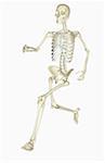 The skeletal system