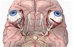Die Arterien des Gehirns und der Augen
