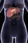 Les organes accessoires digestives supérieures
