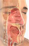 The upper respiratory system