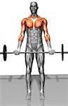 Biceps curl (Part 2 of 2)