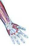 The ligaments of the hand