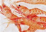 Maïs Stripe crevettes