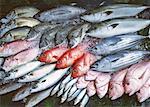 Fishery Products