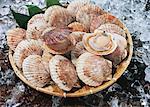 Scallop