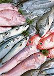 Produits de la pêche