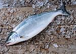 Saumon