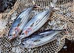 Bonito