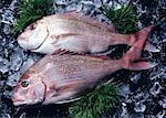 Brème de mer