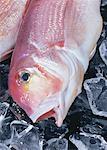 Japanese Tilefish