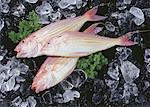 Golden Threadfin Bream