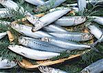 Sardine