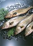 Loup de mer