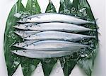 Saury