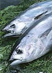 Bonito