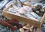 Fishery Products