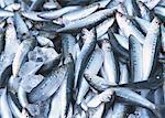 Sardine