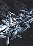 Horse Mackerel and Mackerel