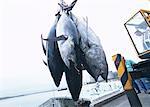 Tuna