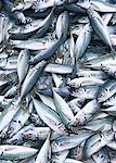 Horse Mackerel