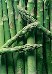 Asperges vertes
