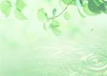 Verts feuillage et l'eau gouttes