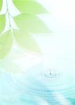 Feuilles vertes et l'ondulation de l'eau