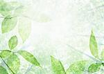Les rayons de soleil qui brille à travers les arbres